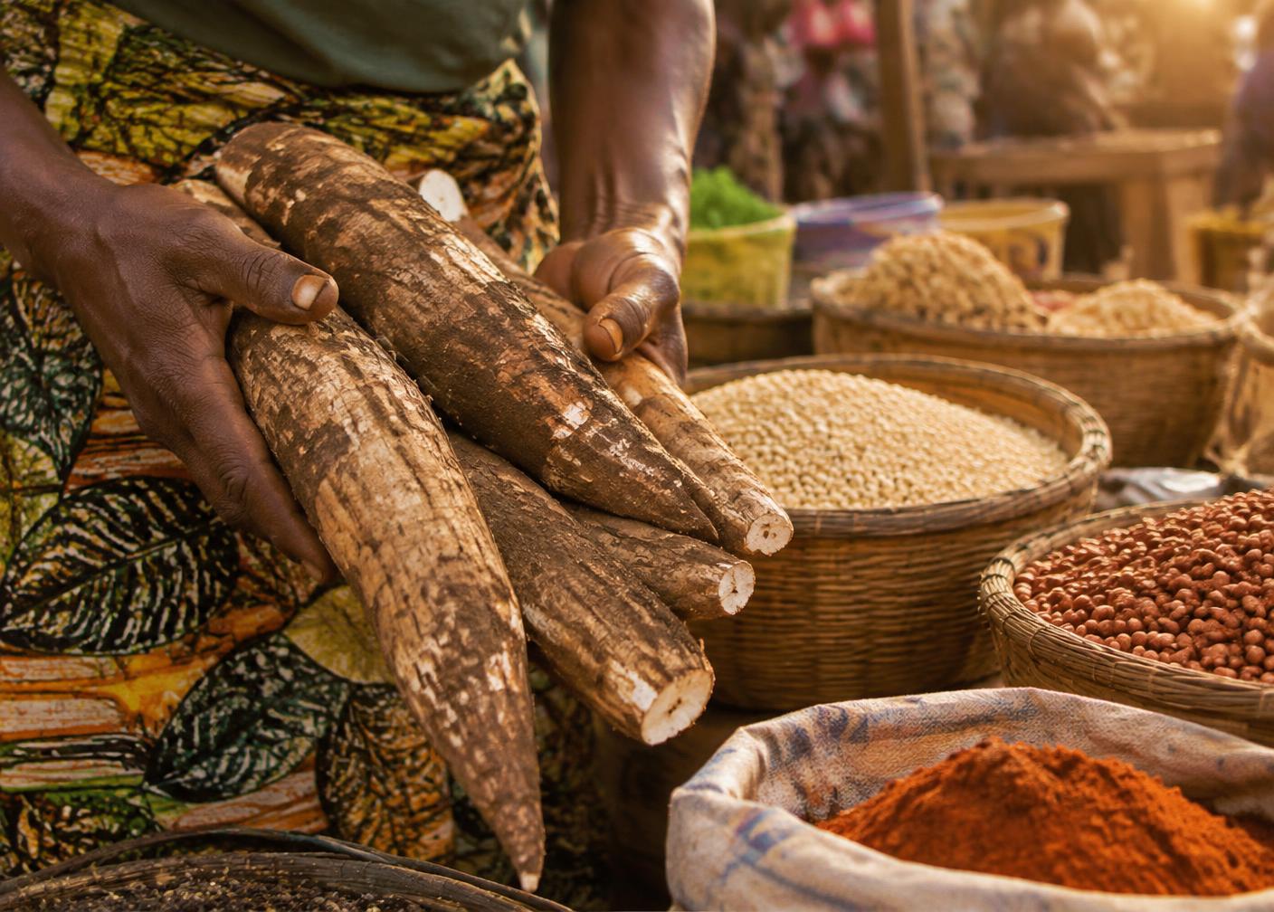 Producteur ouest-africain présentant sa récolte de manioc